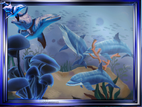 Belle image (divers)